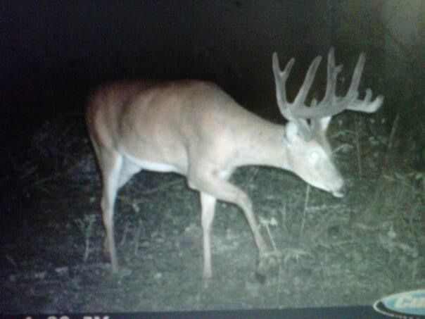 North Dakota whitetails