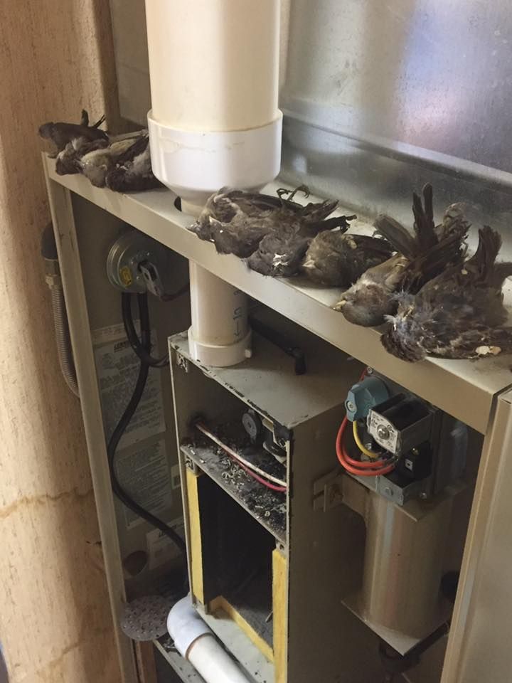 Dead birds caught from a pipe