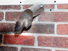 A rat is sticking its head out of a pipe on a brick wall.