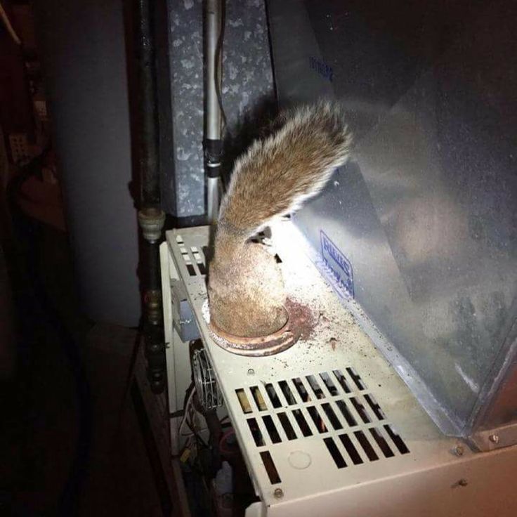 A squirrel is sitting on top of an air conditioner