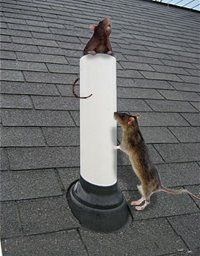 Two mice are standing on top of a pipe on a roof.