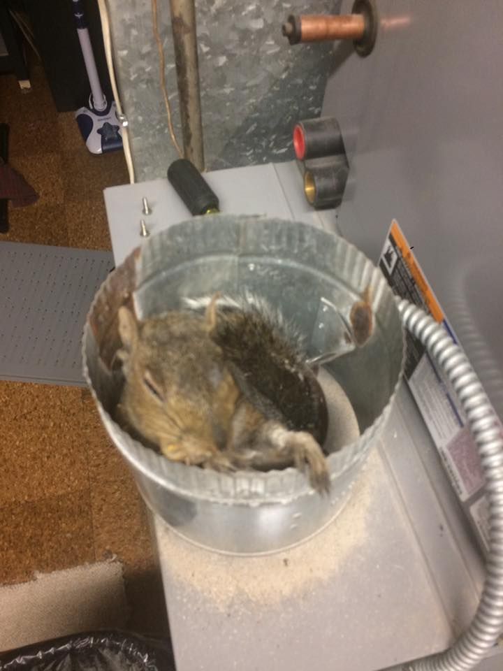 A squirrel is laying in a metal bowl on a table