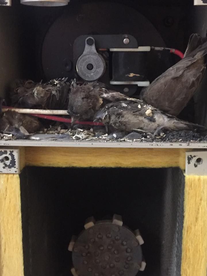 A black bird is laying on top of a wooden table