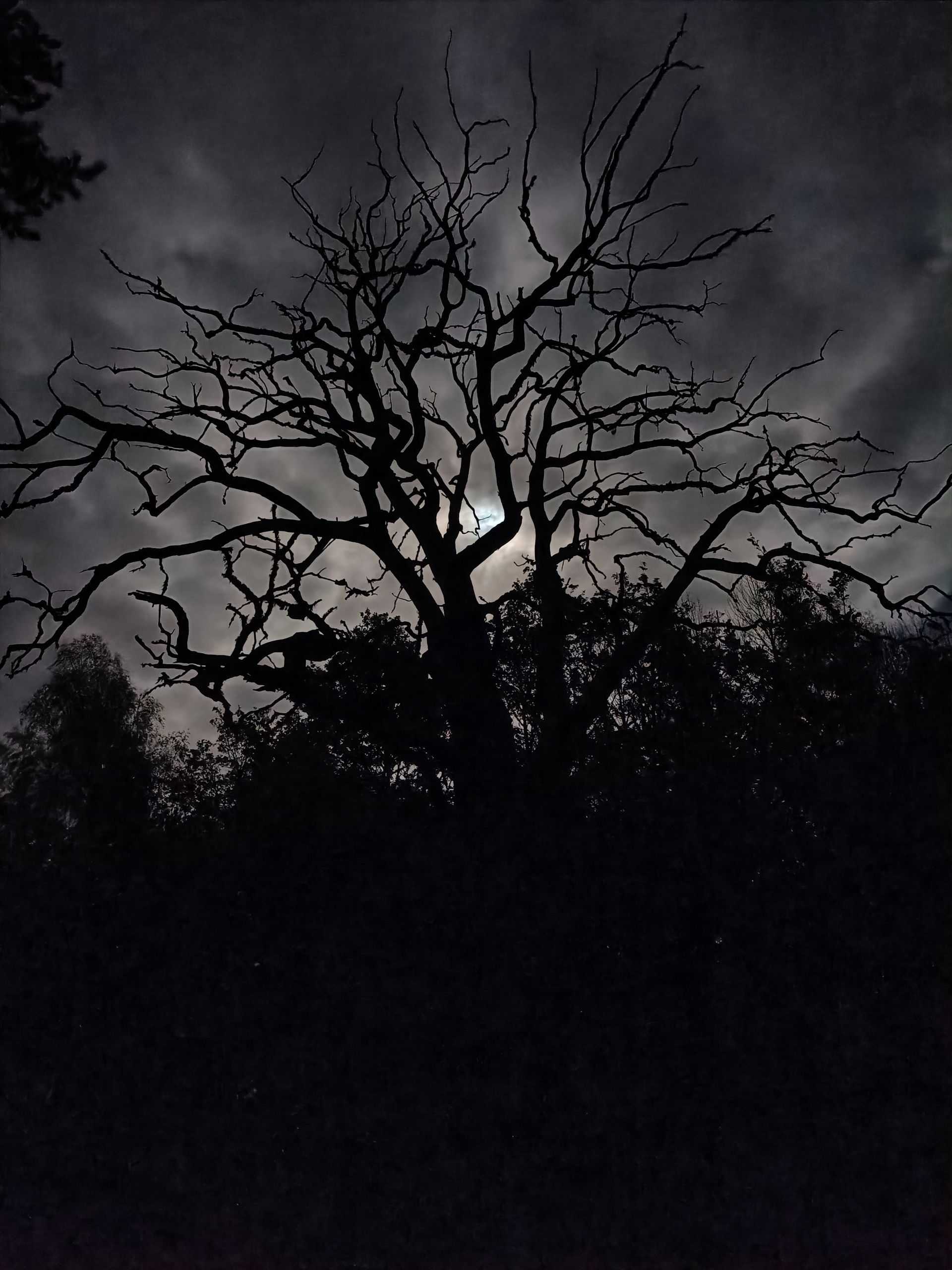 en död gammal ek med krokiga grenar i månsken