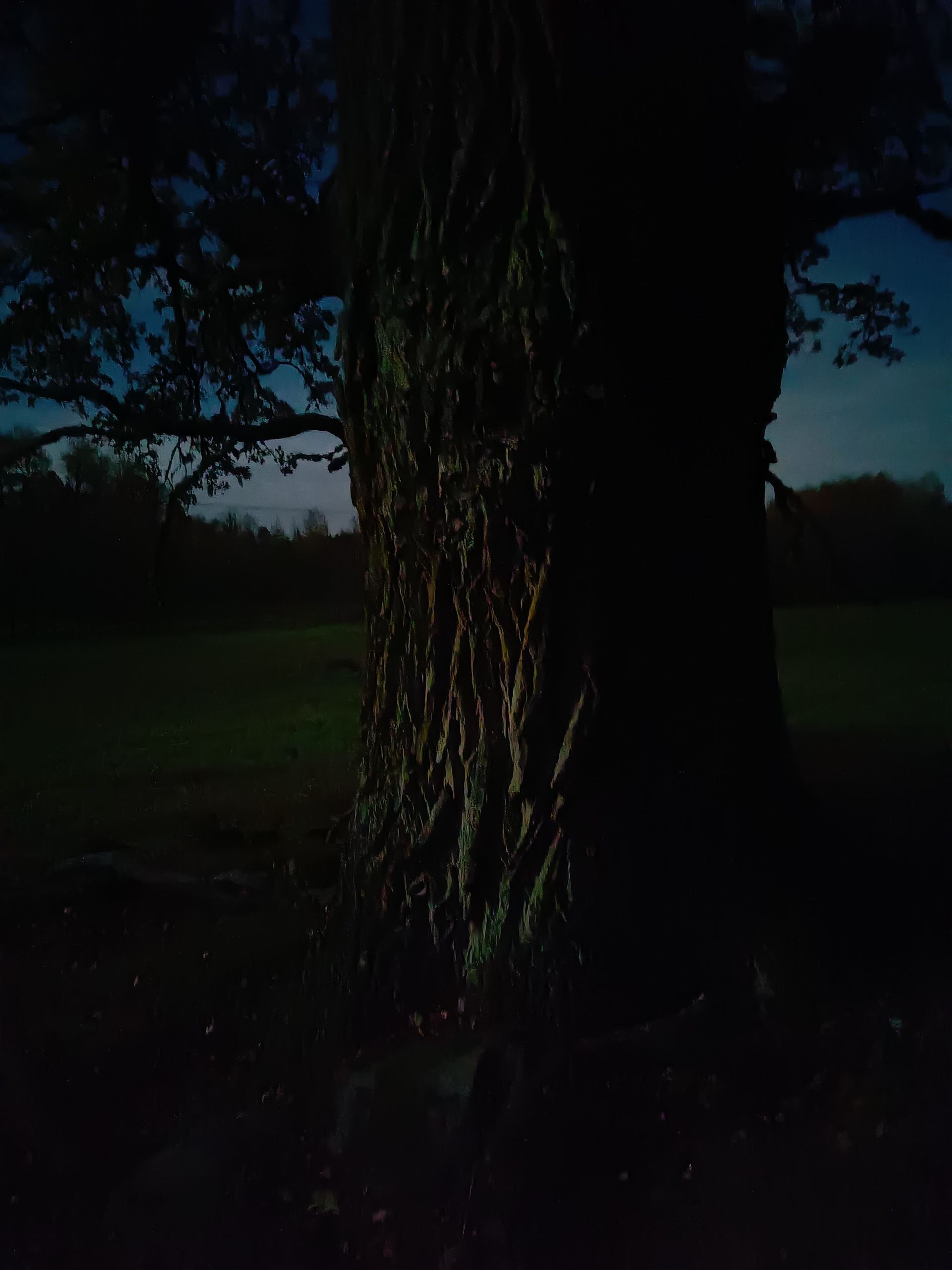stammen på en grov ek, fotad med mobiltelefonens mörkerläge