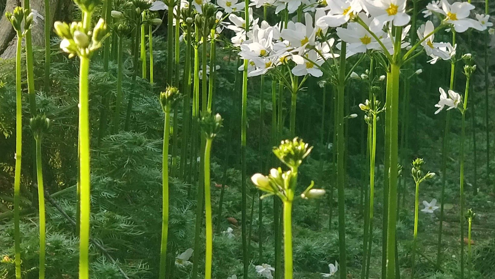 ett uttorkat lerigt spår efter skogsmaskiner, med en (annars) vattenlevande växt som gör spåret vackert