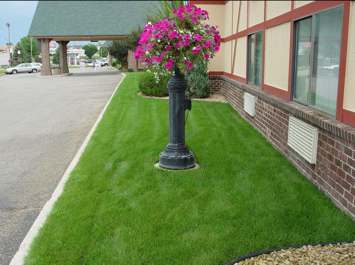 Newly Watered Lawn — Hutchinson, MN — Green Earth Lawn Care