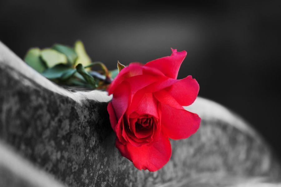 Rosa rossa delle pompe funebri di Fabro