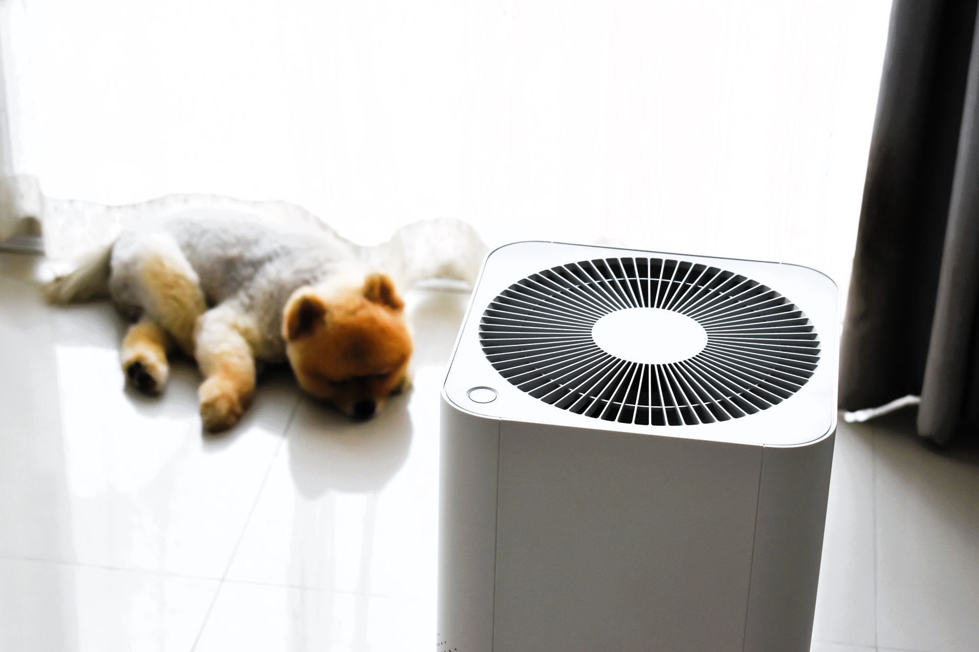 Air purifier cleaning dust pollution in living room with adorable dog