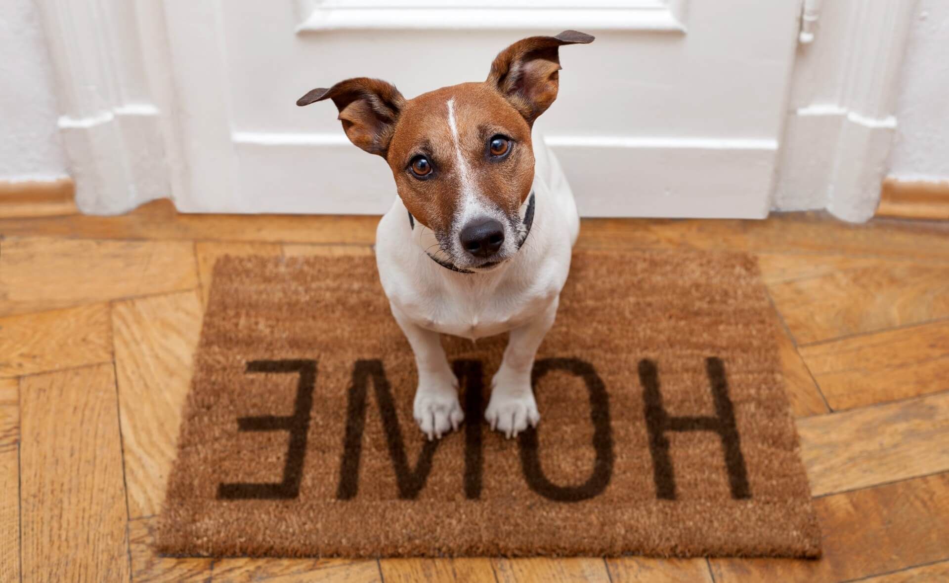 Cute dog sitting on a welcome mat