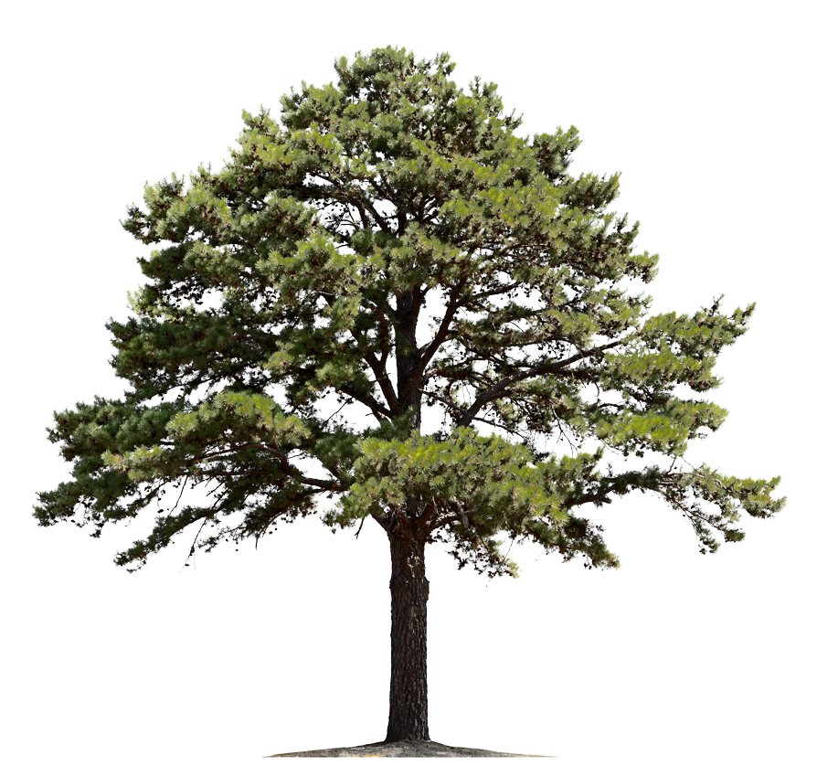 Tree — Marshalltown, IA — Mitchell Logging