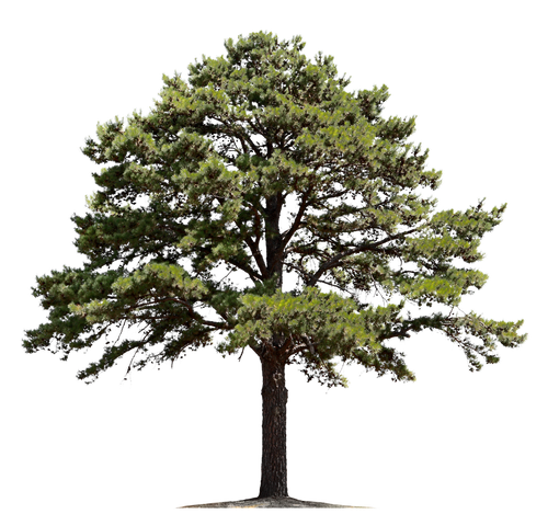 Tree — Marshalltown, IA — Mitchell Logging