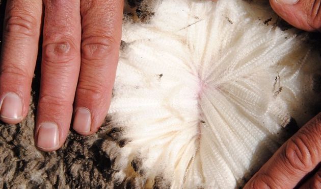 Wool brokering Melbourne