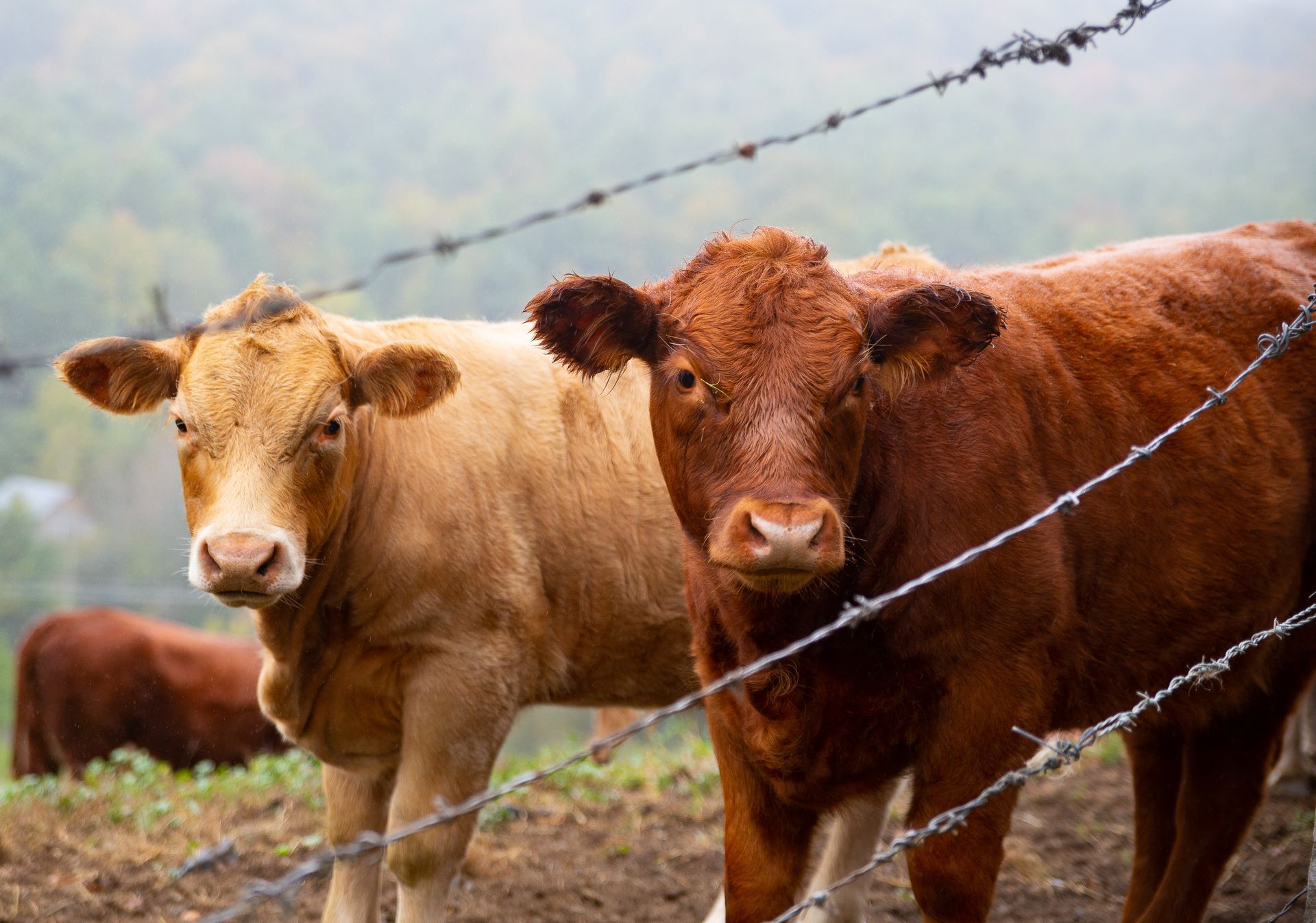 Two brown cows are standing next to each other behind a barbed wire fence.