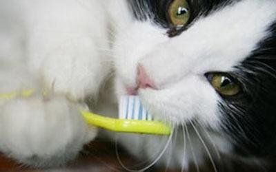 Odontostomatologia veterinaria