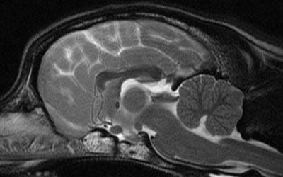 Neurologia veterinaria Vicenza