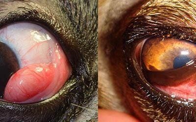 oftalmologia con chirurgia oftalmica