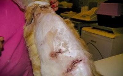 Cure dermatologiche veterinarie