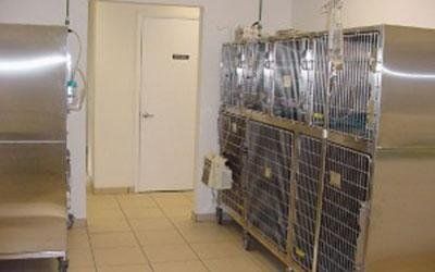 Degenza animali e cure intensive