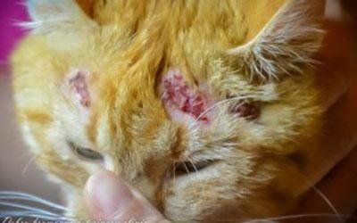 Cure dermatologiche veterinarie