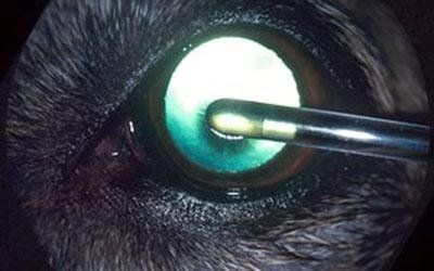 oftalmologia con chirurgia oftalmica