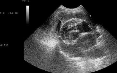 Esecuzione ecografia veterinaria