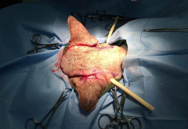 gatto chirurgia ricostruttiva