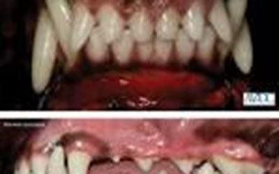 Odontostomatologia veterinaria