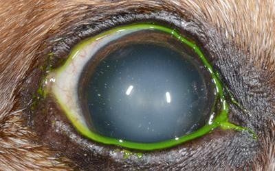 oftalmologia con chirurgia oftalmica