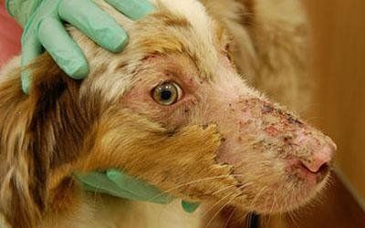Cure dermatologiche veterinarie