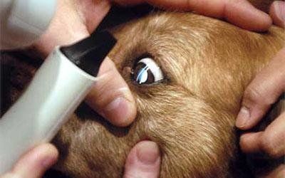 oftalmologia con chirurgia oftalmica