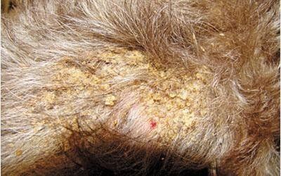 Cure dermatologiche veterinarie