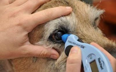 oftalmologia con chirurgia oftalmica