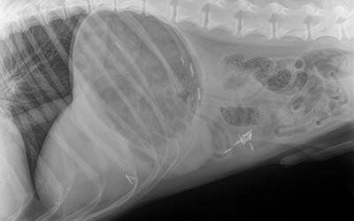 Diagnostica per immagini a raggi X