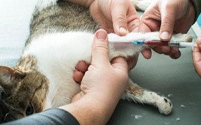 Laboratorio per analisi veterinarie