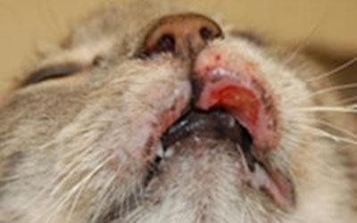 Cure dermatologiche veterinarie