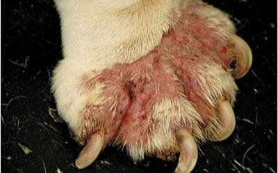 Cure dermatologiche veterinarie