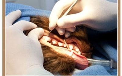 Odontostomatologia veterinaria