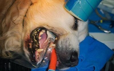 Odontostomatologia veterinaria
