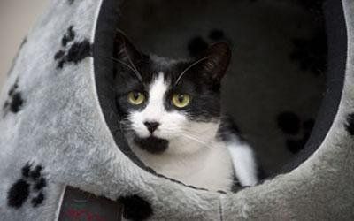 Degenza animali e cure intensive