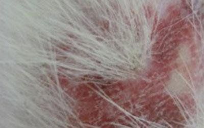 Cure dermatologiche veterinarie