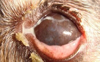 oftalmologia con chirurgia oftalmica