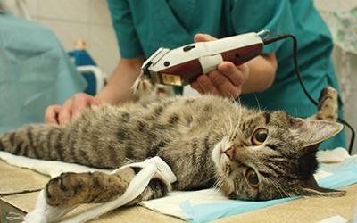Anestesia e terapia del dolore per animali
