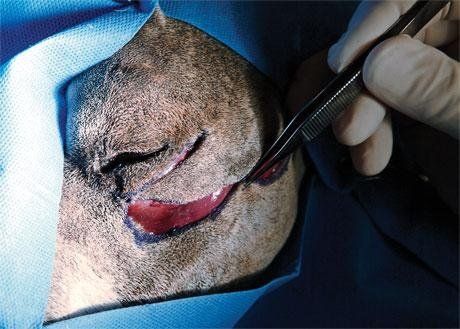 cane ferita faccia