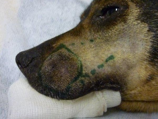cane chirurgia ricostruttiva faccia