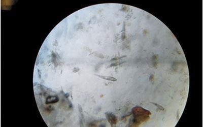 Cure dermatologiche veterinarie