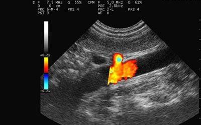Esecuzione ecografia veterinaria