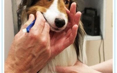 Odontostomatologia veterinaria