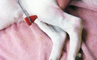 Neurologia veterinaria Vicenza