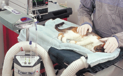 Anestesia e terapia del dolore per animali